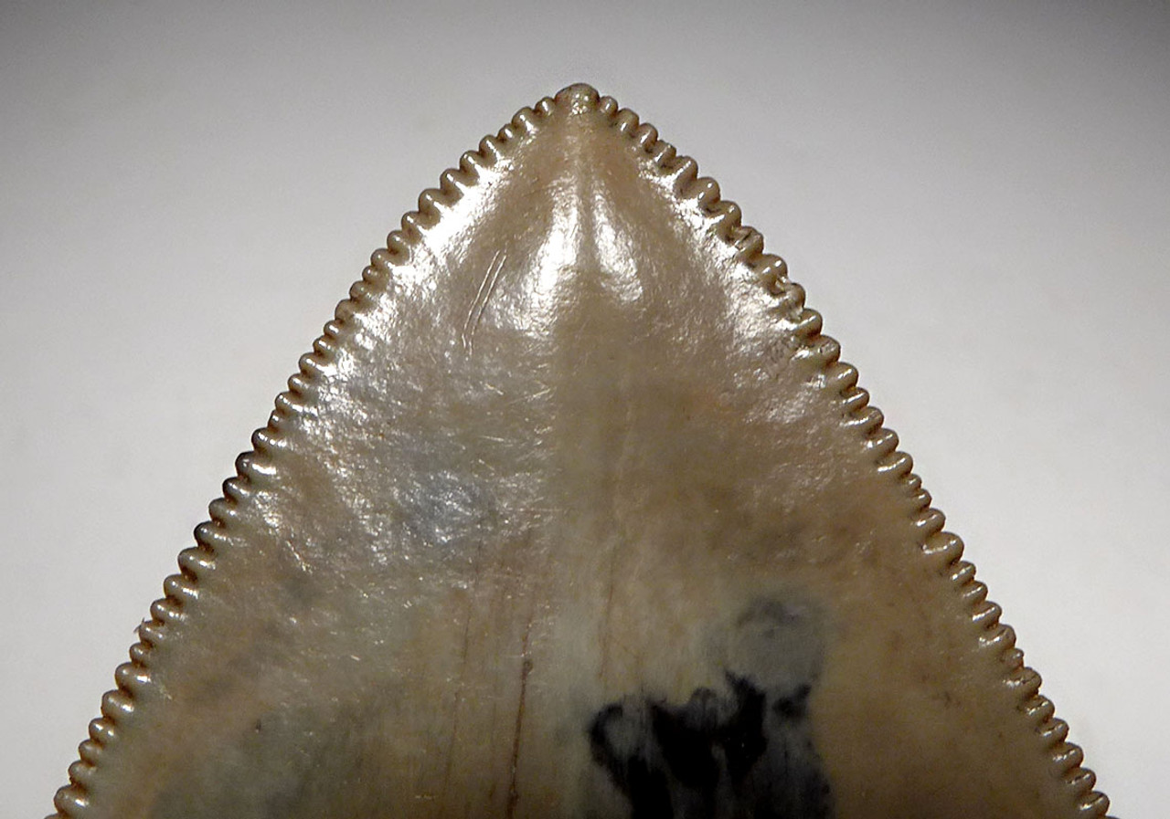 TOP COLLECTOR GRADE 3.75 INCH MEGALODON FOSSIL SHARK TOOTH WITH UNIQUE ENAMEL PATTERNS *SH6-378