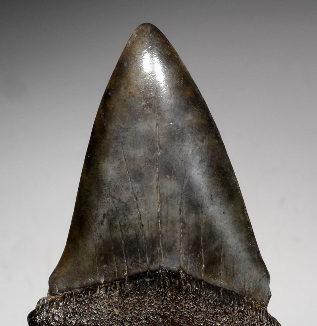 LARGE 2.35 INCH FOSSIL SHARK TOOTH FROM A PREHISTORIC MAKO ISURUS HASTALIS SHARK *SHX071