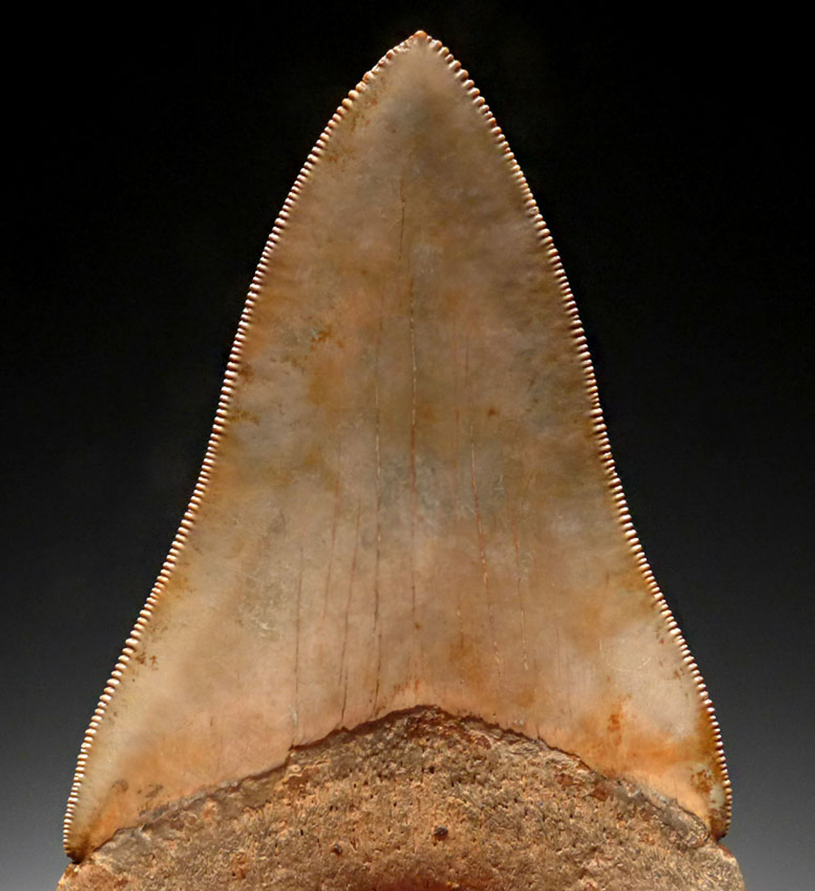 FINEST INVESTMENT GRADE PEARL GOLD AND RED SPOTTED 3.95 INCH MEGALODON SHARK TOOTH *SH6-385