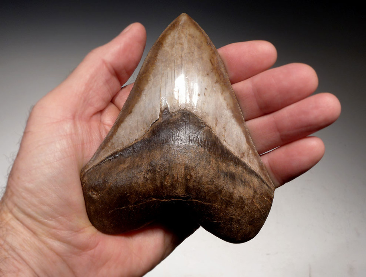 COLLECTOR GRADE SPOTTED PEARLESCENT COPPER BROWN 4.65 INCH MEGALODON SHARK TOOTH *SH6-364