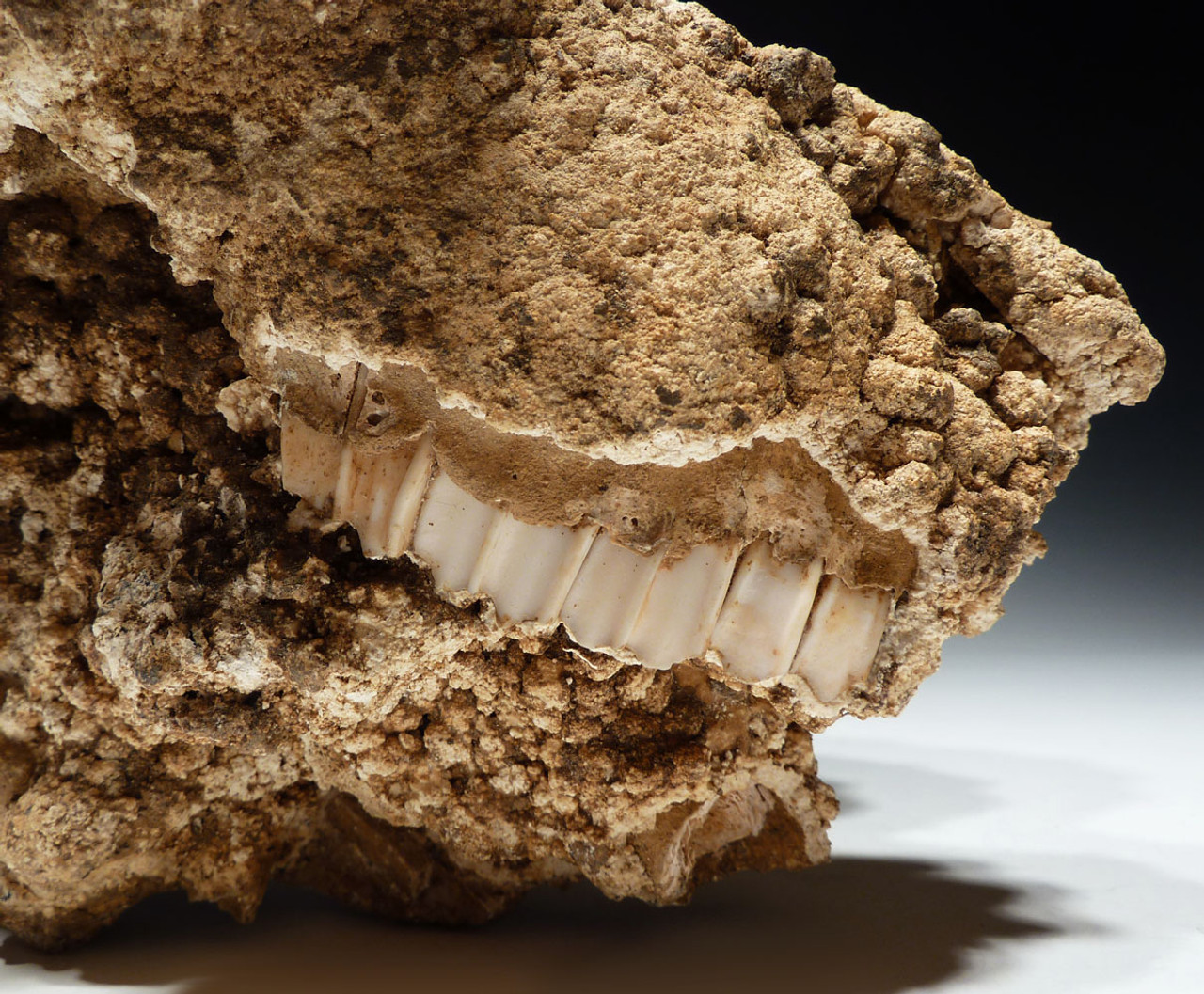 ULTRA-RARE FOSSIL IBEX FOSSIL SKULL FOUND IN A CAVE COVERED IN CAVE PEARLS "THE SLEEPING IBEX" *F46