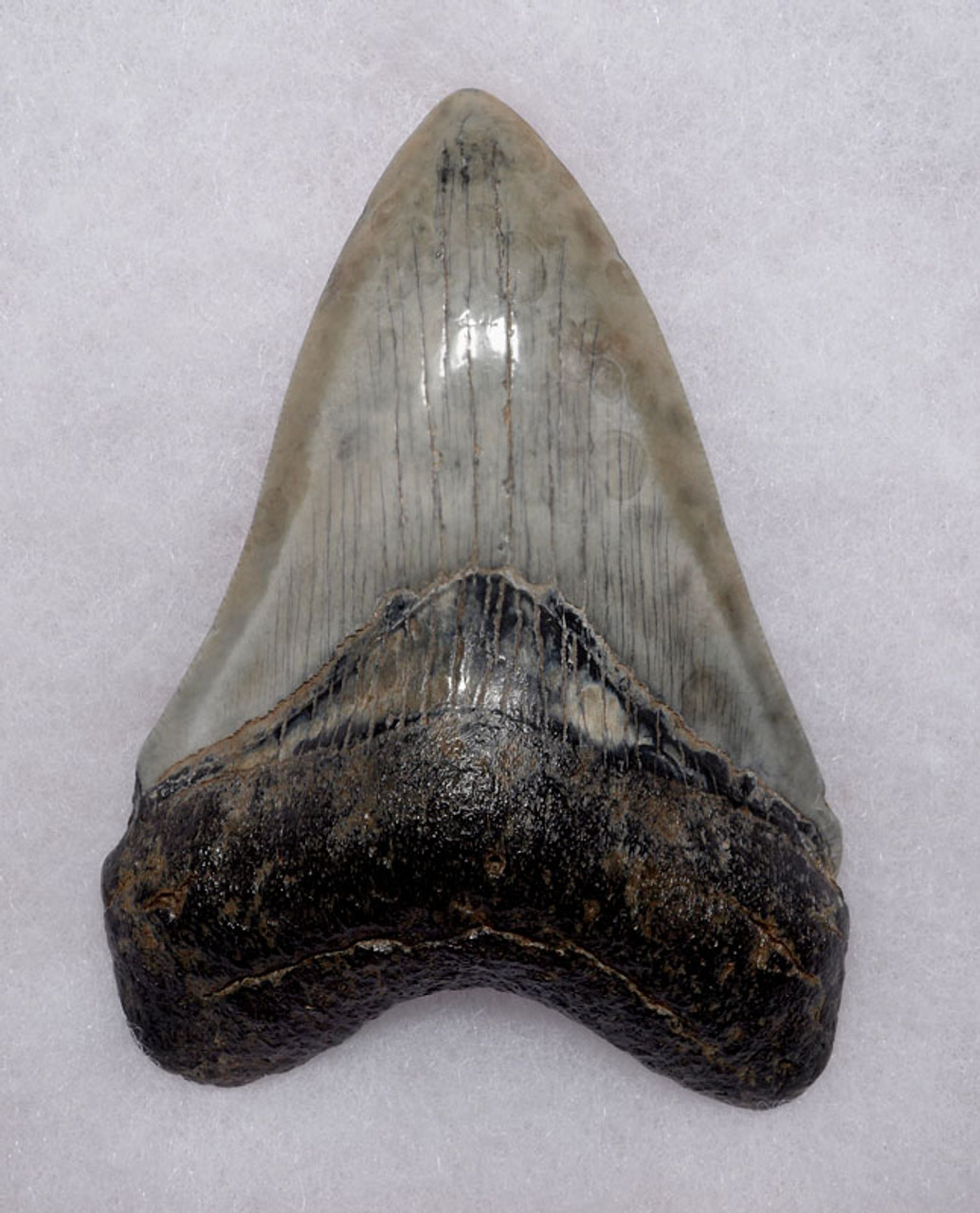 COLLECTOR GRADE 3.85 INCH MEGALODON SHARK TOOTH WITH PEARLY WHITE ENAMEL AND OPEN SPOTS *SH6-397