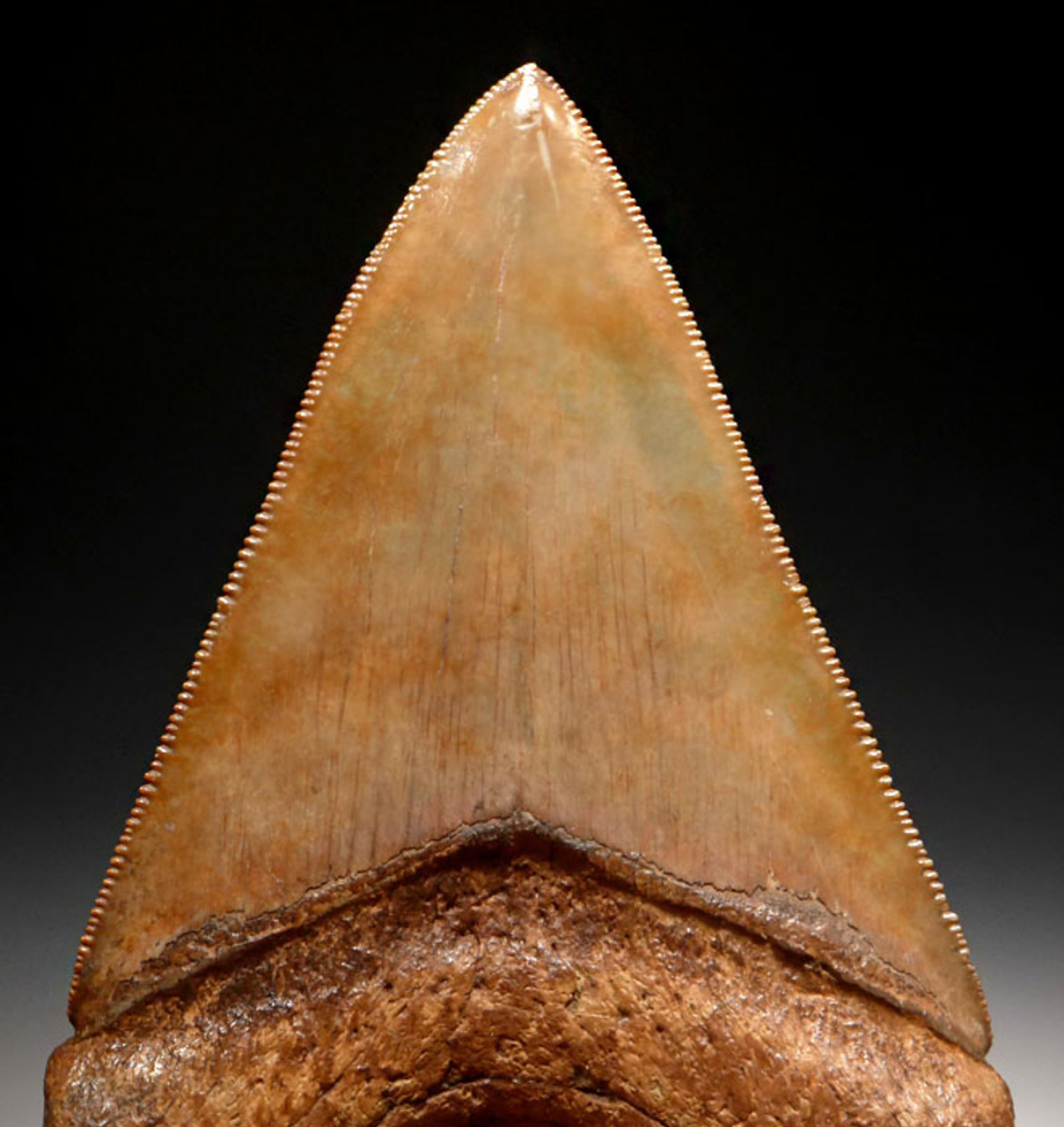 COLLECTOR GRADE 3.5 INCH COPPER RED MEGALODON SHARK TOOTH FROM THE LOWER JAW *SH6-340