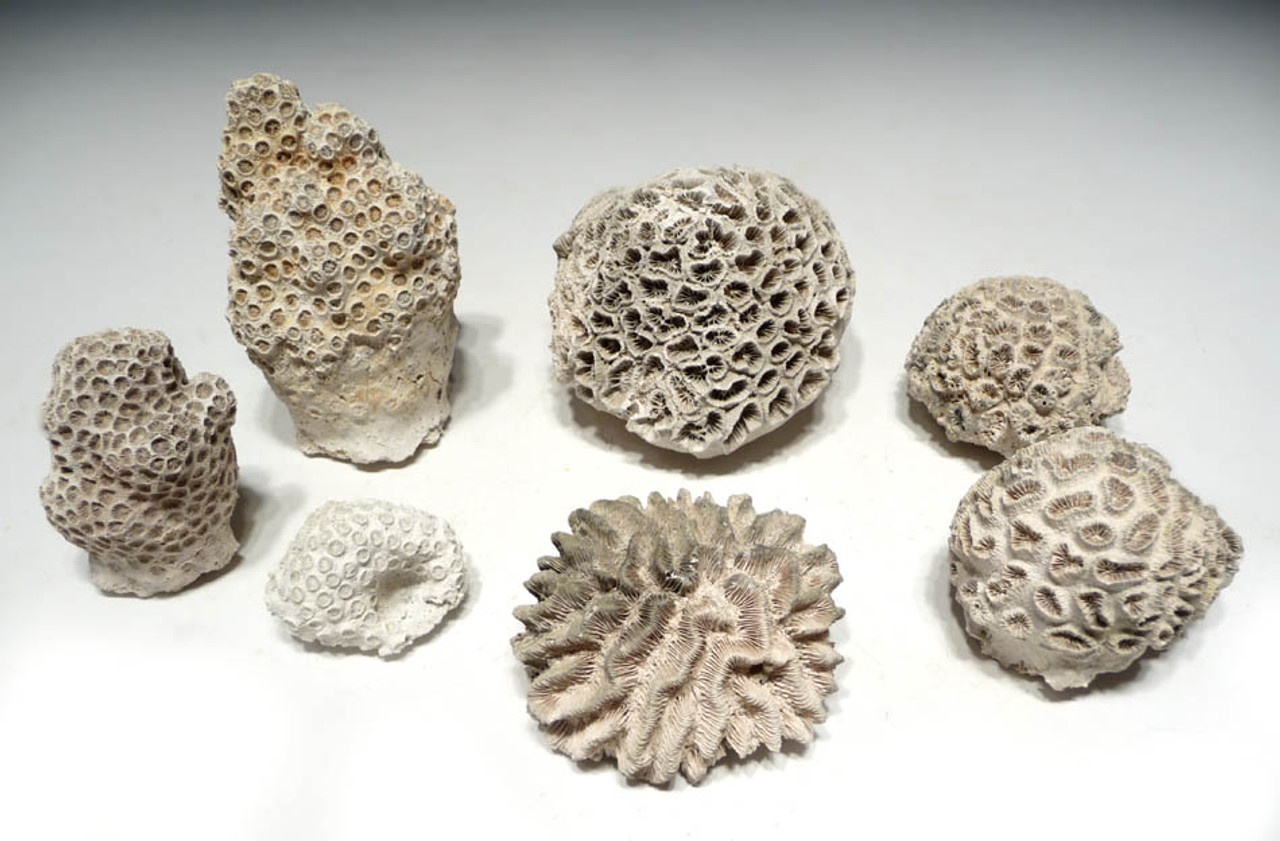 Types Of Coral Fossils