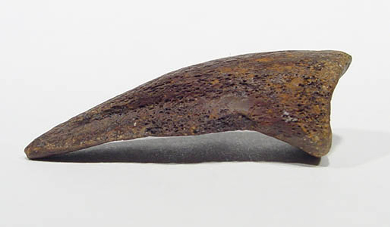 INTACT THESCELOSAURUS DINOSAUR TOE CLAW *DC15-001