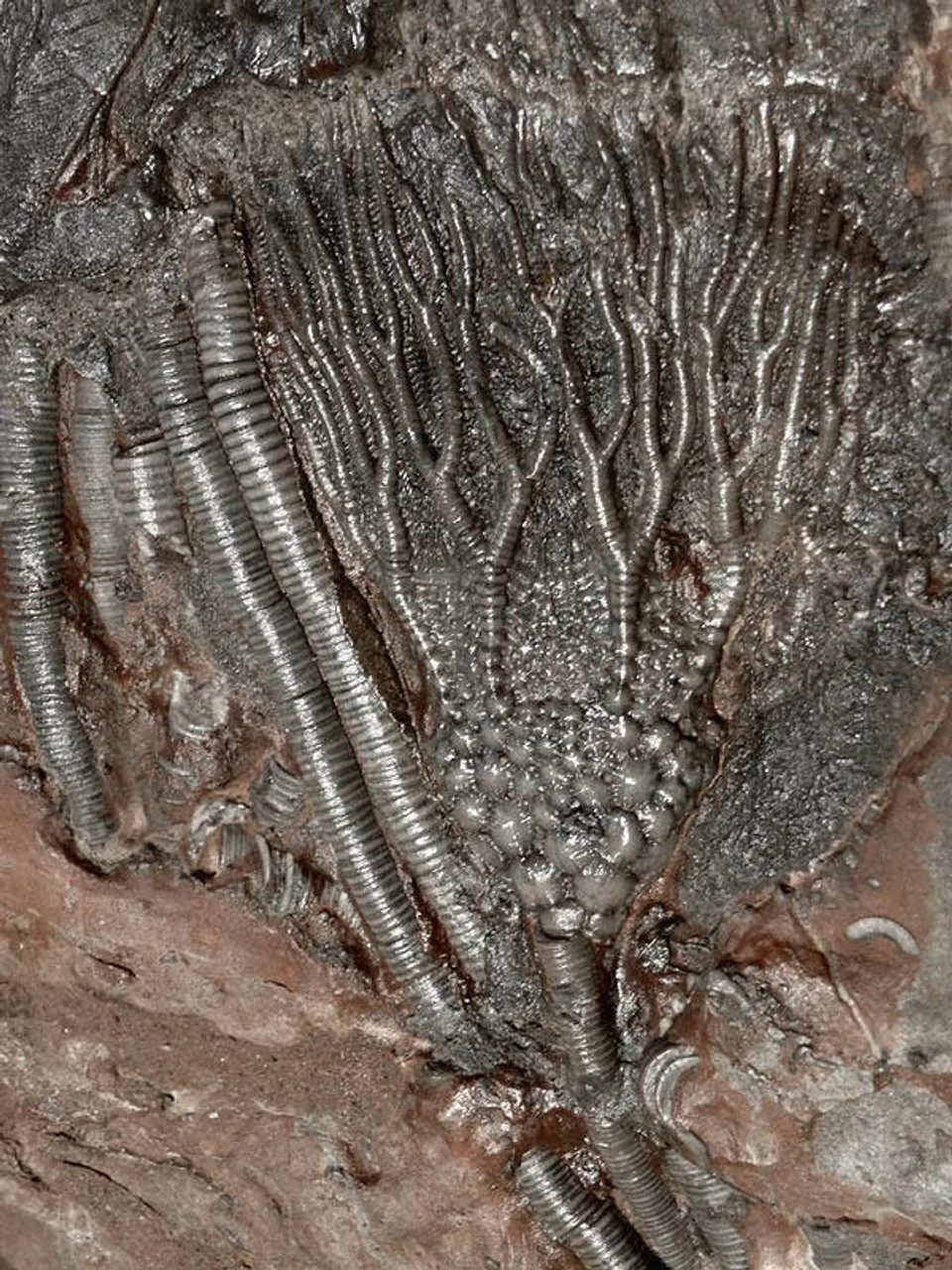 LARGE INTERIOR DESIGN ACCENT FOSSIL GIANT SEA LILY CRINOIDS ON A PREHISTORIC OCEAN FLOOR *CRI001