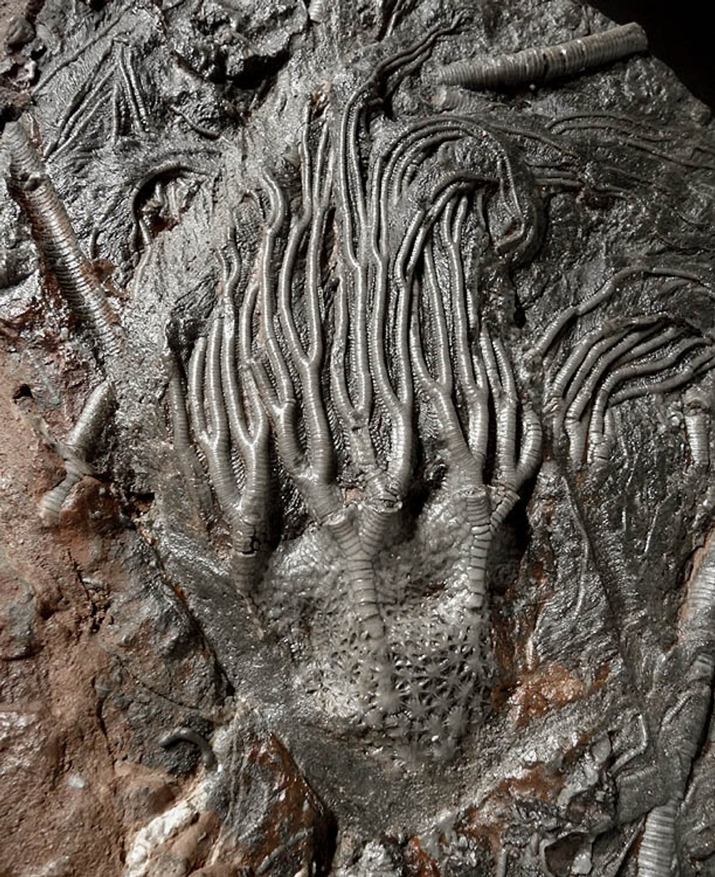 LARGE INTERIOR DESIGN ACCENT FOSSIL GIANT SEA LILY CRINOIDS ON A PREHISTORIC OCEAN FLOOR *CRI001