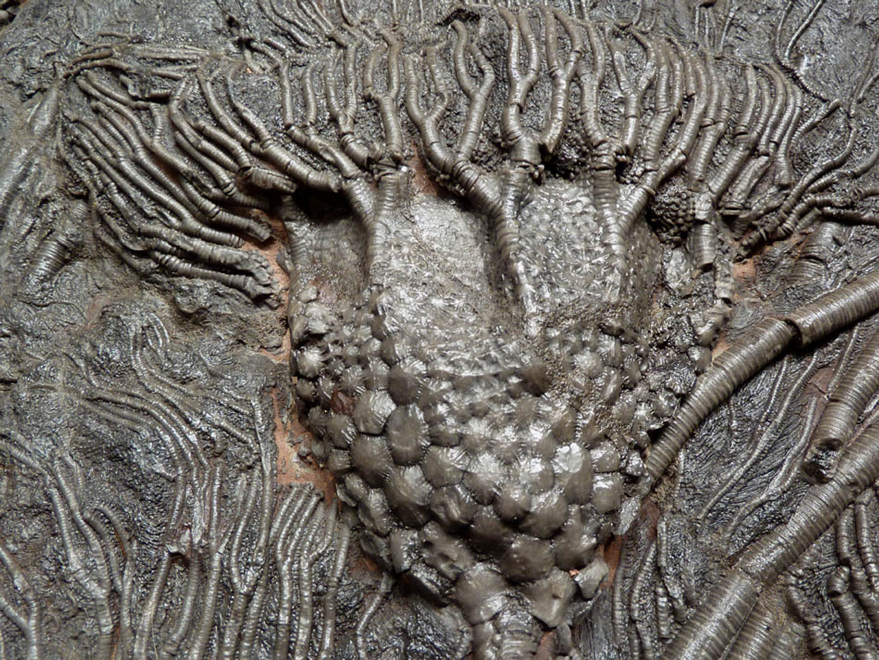 LARGE PREHISTORIC SEA LILY CRINOID FOSSILS ON NATURALLY COLORED ANCIENT OCEAN FLOOR ROCK *CRI033