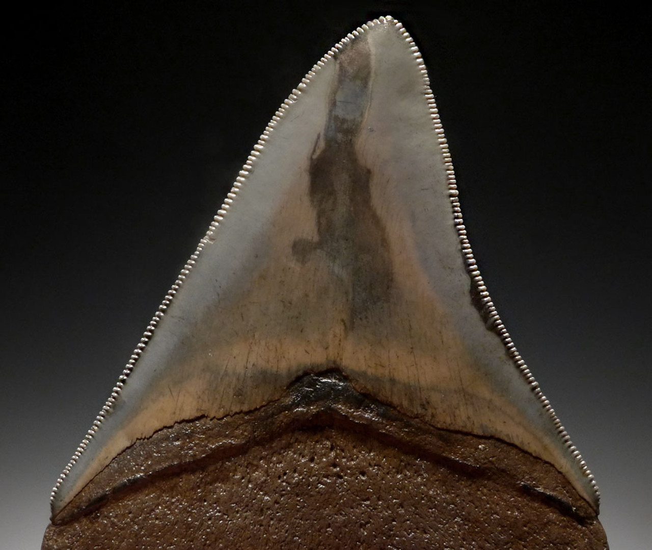 COLLECTOR MEGALODON TOOTH FOR SALE