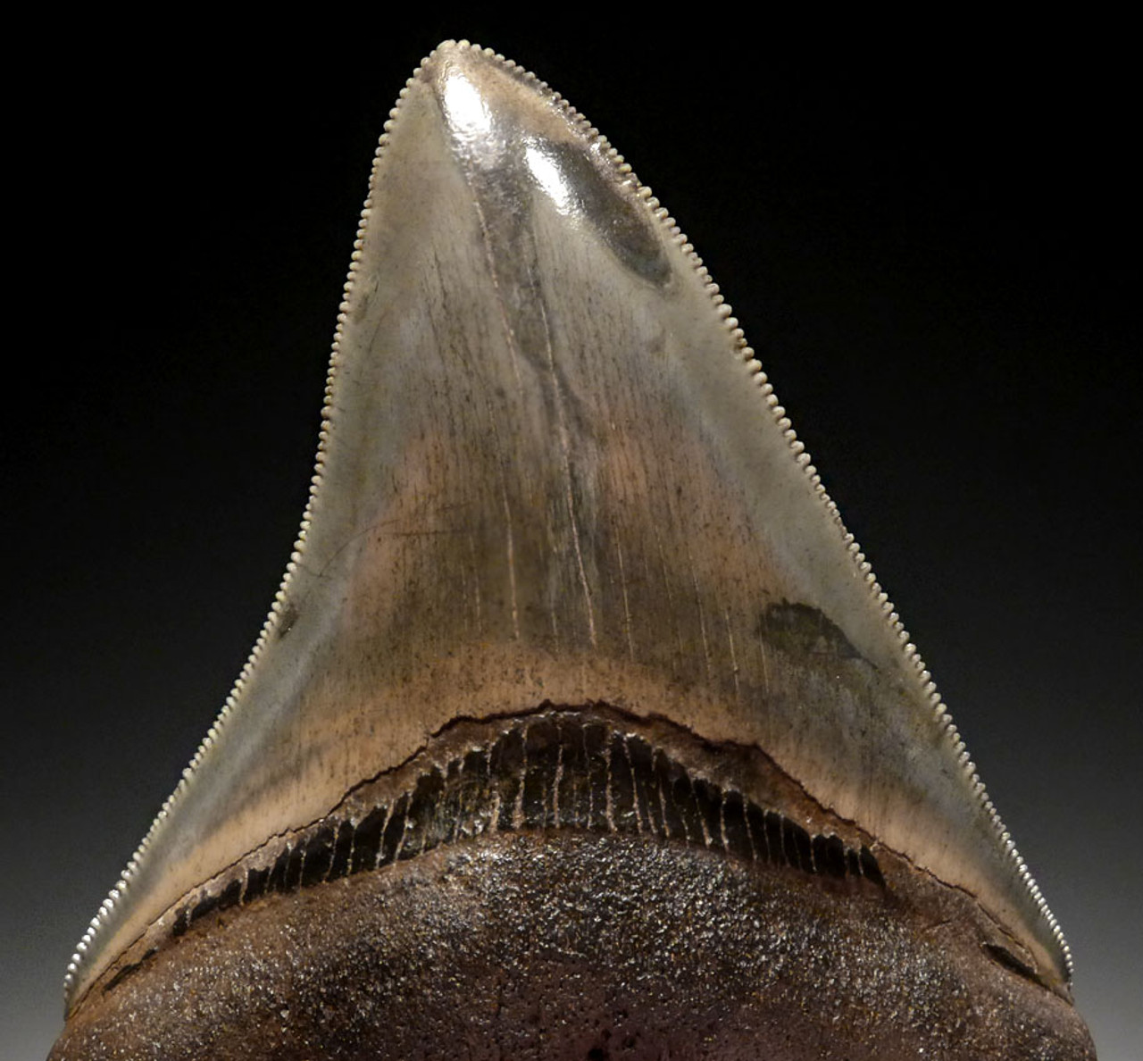 MEGALODON TOOTH FOR SALE