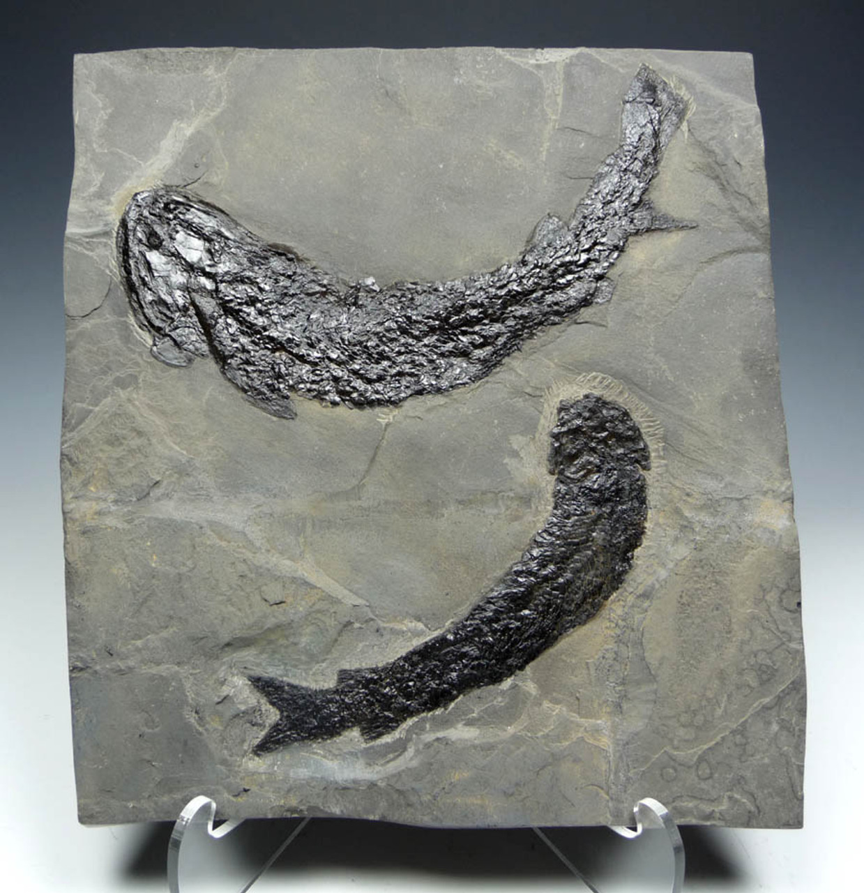 LARGE EXTREMELY WELL PRESERVED DEVONIAN GYROPTYCHIUS FISH WITH OSTEOLEPIS FISH *F069