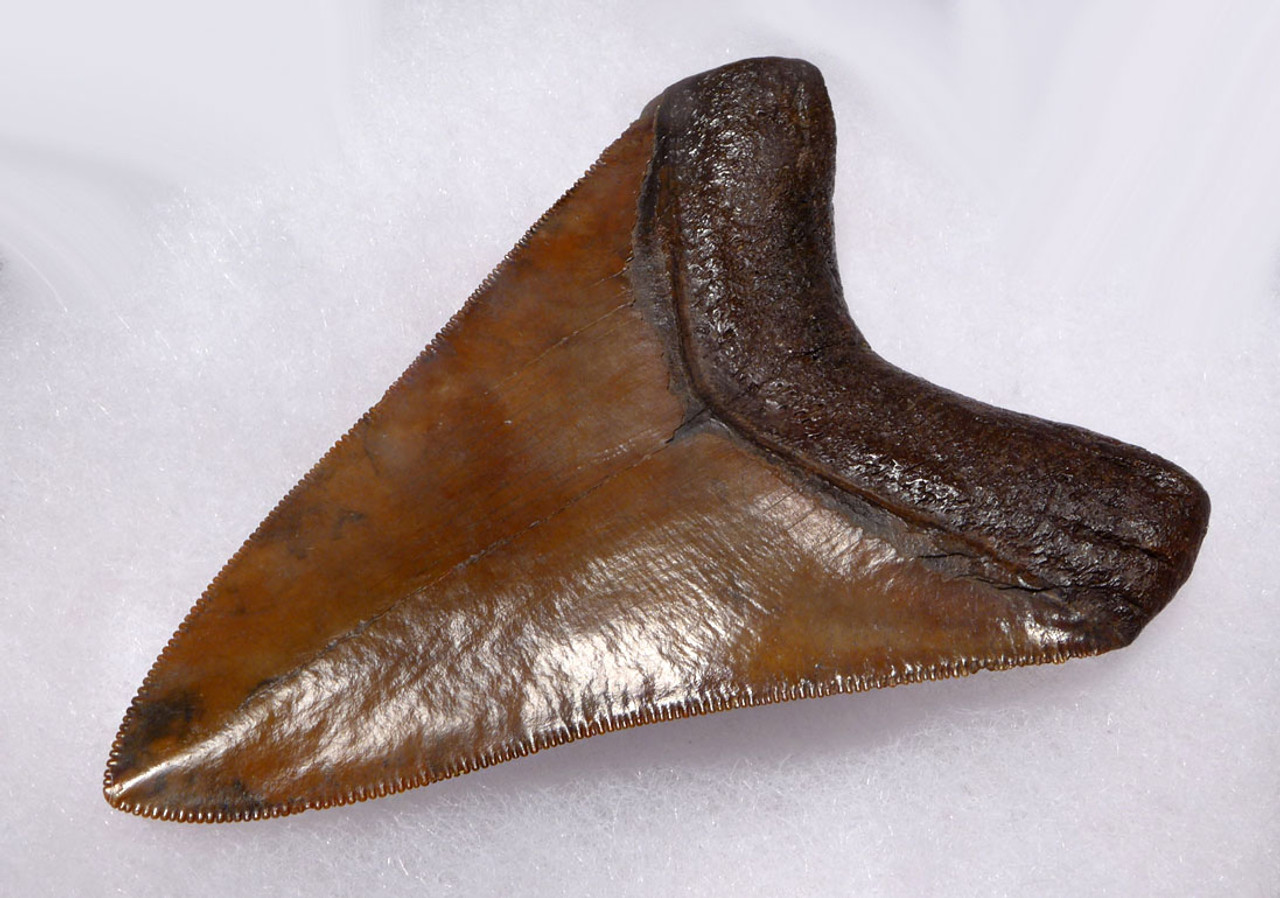 COLLECTOR GRADE RED SPOTTED 3.85 INCH MEGALODON SHARK TOOTH *SH6-389