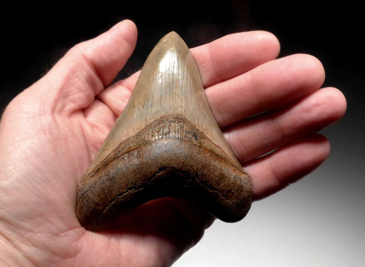 INVESTMENT GRADE 3.8 INCH MEGALODON SHARK TOOTH WITH RED AND GOLD CREAM ENAMEL *SH6-388