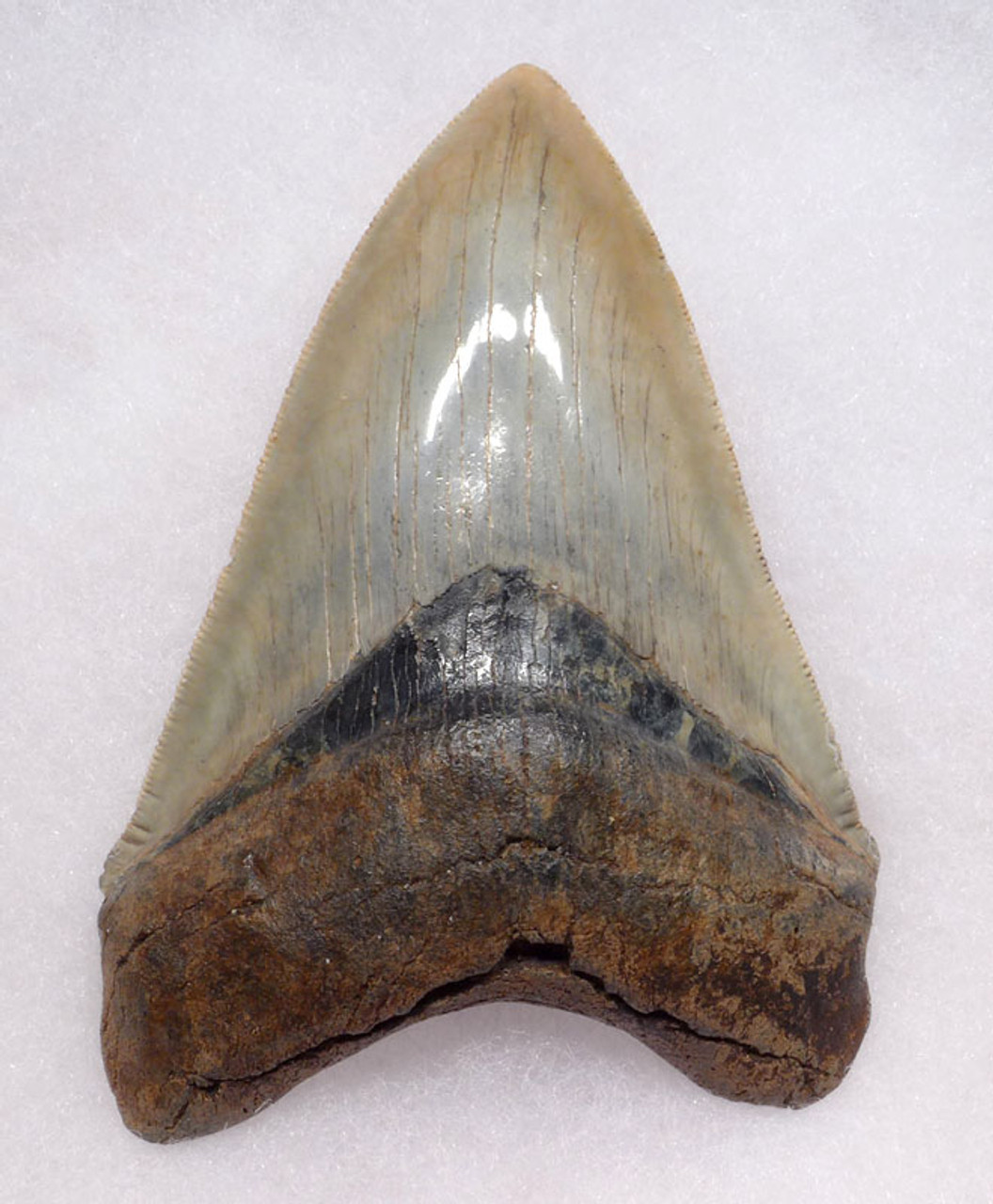 COLLECTOR GRADE 4 INCH MEGALODON SHARK TOOTH WITH PEARLY LUSTROUS CHAMPAGNE ENAMEL *SH6-376