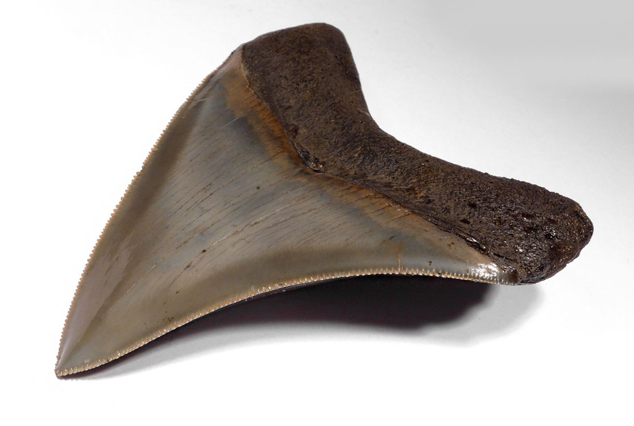 COLLECTOR GRADE 3.95 INCH FANGED MEGALODON SHARK TOOTH FROM THE BACK OF THE JAW *SH6-363