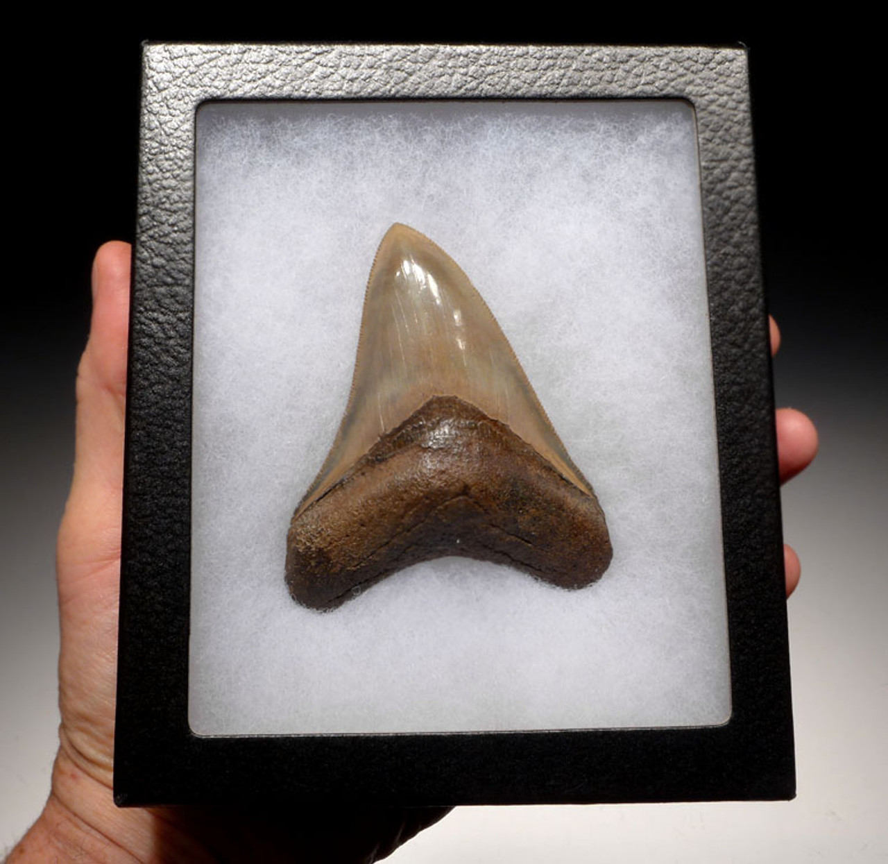 INVESTMENT GRADE 3.6 INCH GOLD MEGALODON SHARK TOOTH WITH INCREDIBLE COLORS *SH6-339