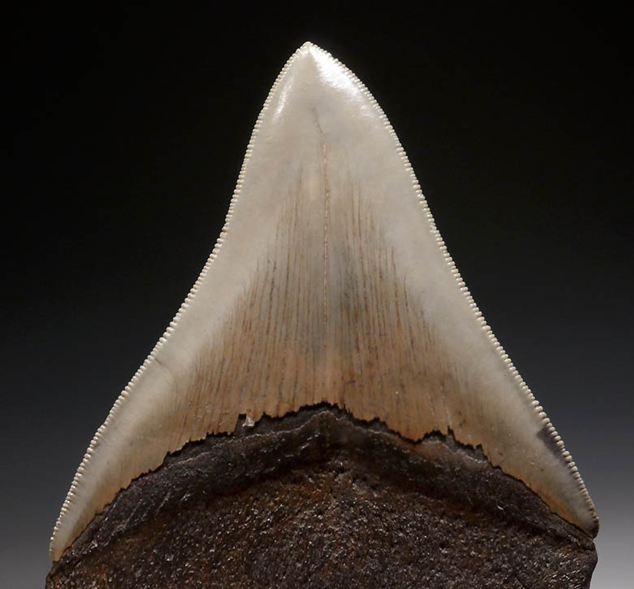 PEARL WHITE 4.5 INCH MEGALODON SHARK TOOTH WITH CHOICE PRESERVATION *SH6-257