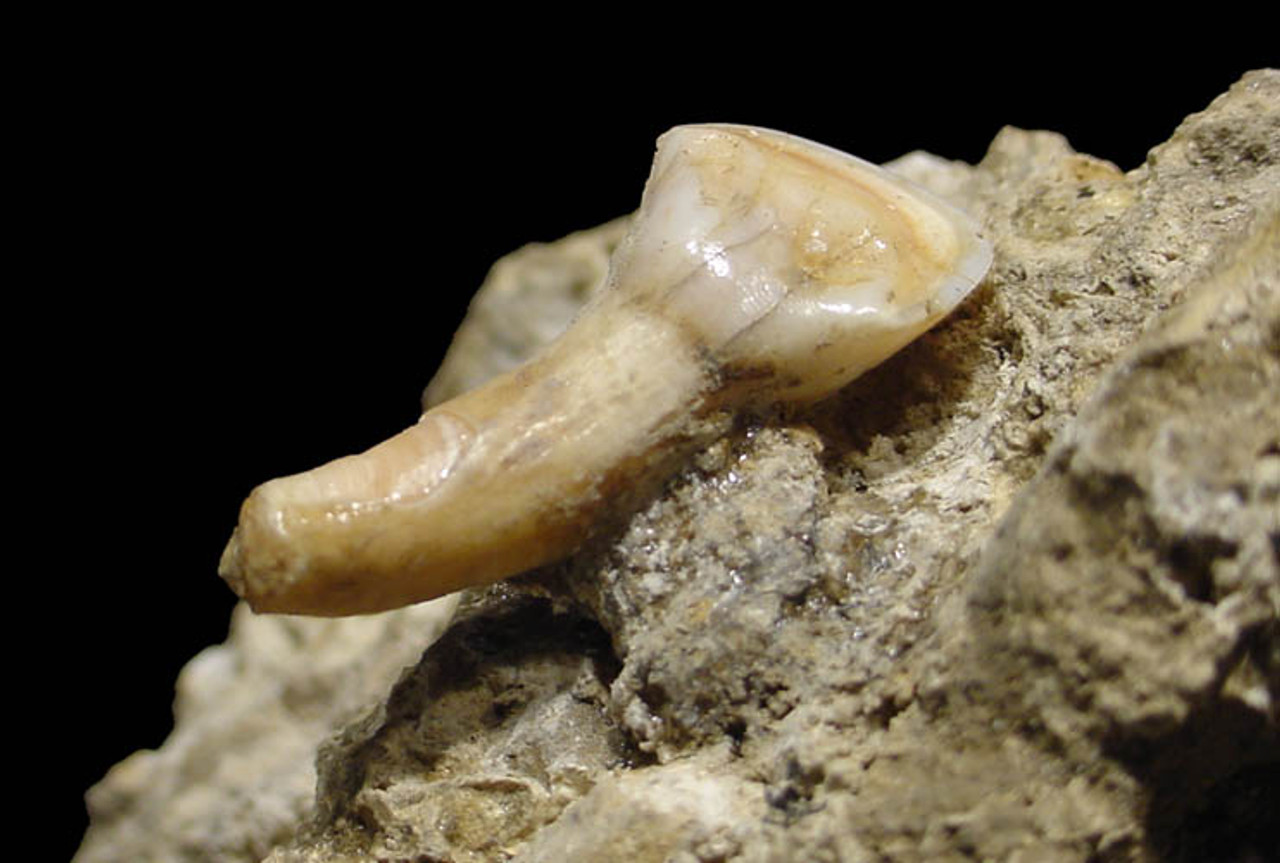 FOSSIL CAVE FLOOR PIECE WITH CAVE BEAR TEETH STILL ATTACHED *LM40-026