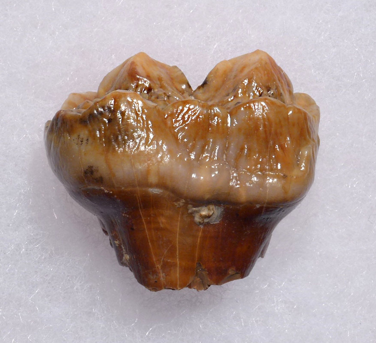 AUSTRIAN CAVE BEAR FOSSIL MOLAR TOOTH WITH PARTIAL ROOT FROM THE FAMOUS DRACHENHOHLE DRAGONS CAVE *LM40-172