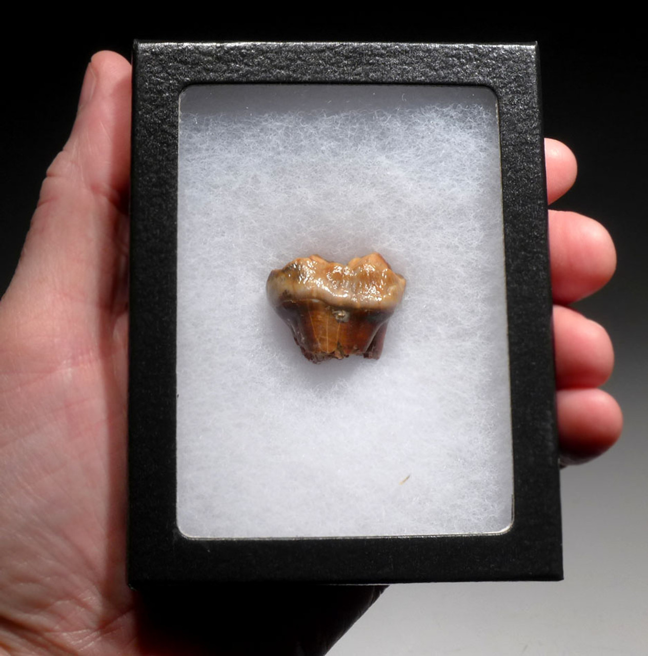 AUSTRIAN CAVE BEAR FOSSIL MOLAR TOOTH WITH PARTIAL ROOT FROM THE FAMOUS DRACHENHOHLE DRAGONS CAVE *LM40-172