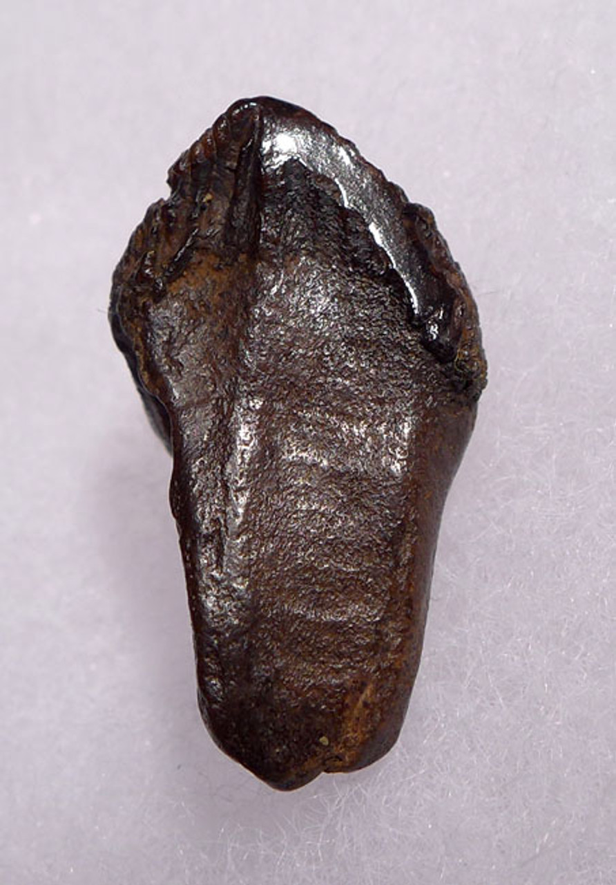 TRICERATOPS DINOSAUR TOOTH WITH PARTIAL ROOT AND INTACT CROWN *DT70-011