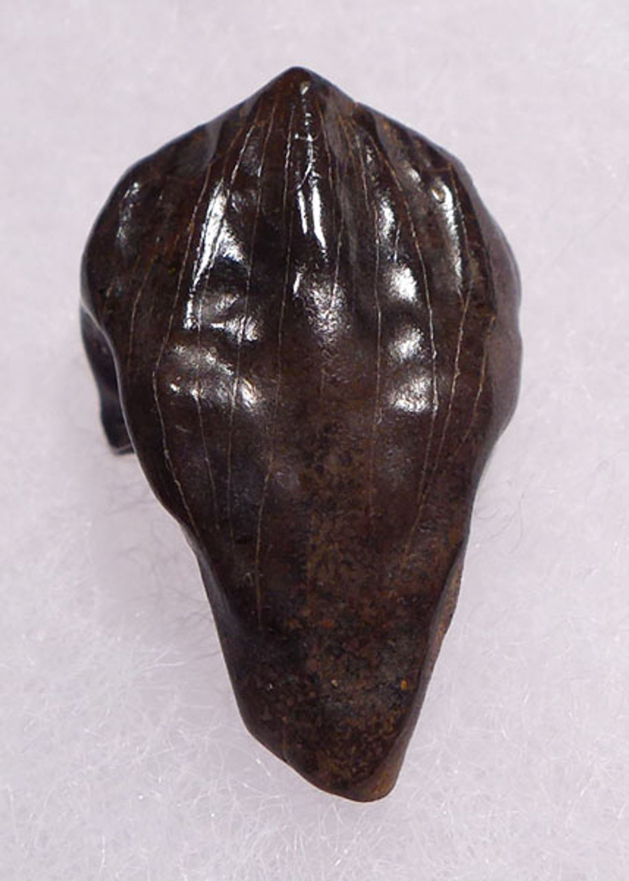 TOP GRADE TRICERATOPS DINOSAUR TOOTH WITH PARTIAL ROOT AND INTACT CROWN *DT70-012