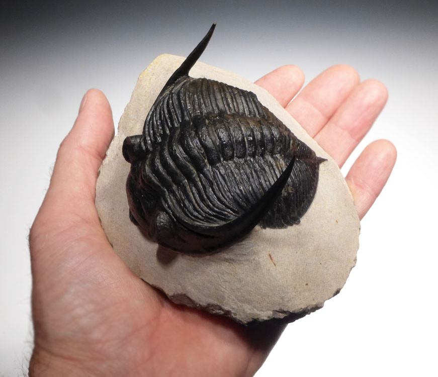 LARGEST ZLICHOVASPIS ODONTOCHILE TRILOBITE EXPOSED SPINES