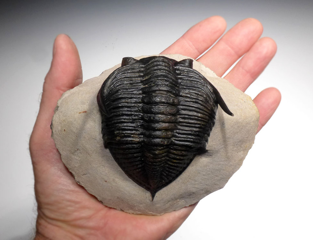 OUR LARGEST EVER 5.75 INCH ZLICHOVASPIS ONDONTOCHILE TRILOBITE WITH FULLY EXPOSED BODY AND SPINES *TRX377