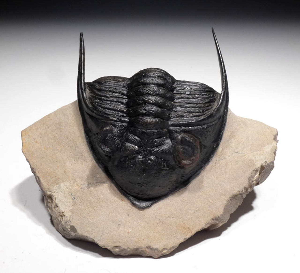 OUR LARGEST EVER 5.75 INCH ZLICHOVASPIS ONDONTOCHILE TRILOBITE WITH FULLY EXPOSED BODY AND SPINES *TRX377