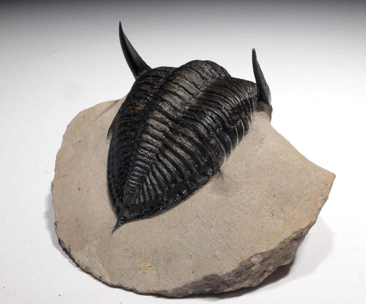 OUR LARGEST EVER 5.75 INCH ZLICHOVASPIS ONDONTOCHILE TRILOBITE WITH FULLY EXPOSED BODY AND SPINES *TRX377