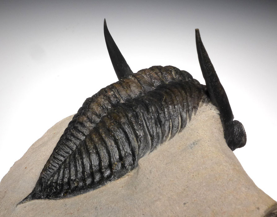 LARGEST ZLICHOVASPIS ODONTOCHILE TRILOBITE EXPOSED SPINES