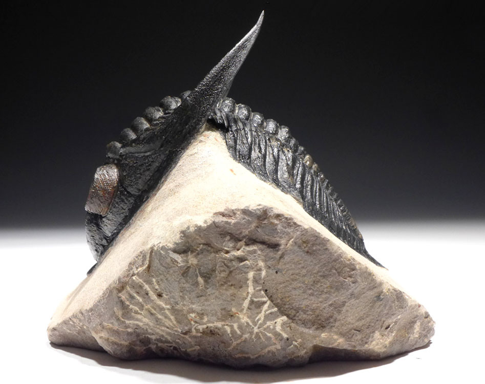 LARGEST ZLICHOVASPIS ODONTOCHILE TRILOBITE EXPOSED SPINES
