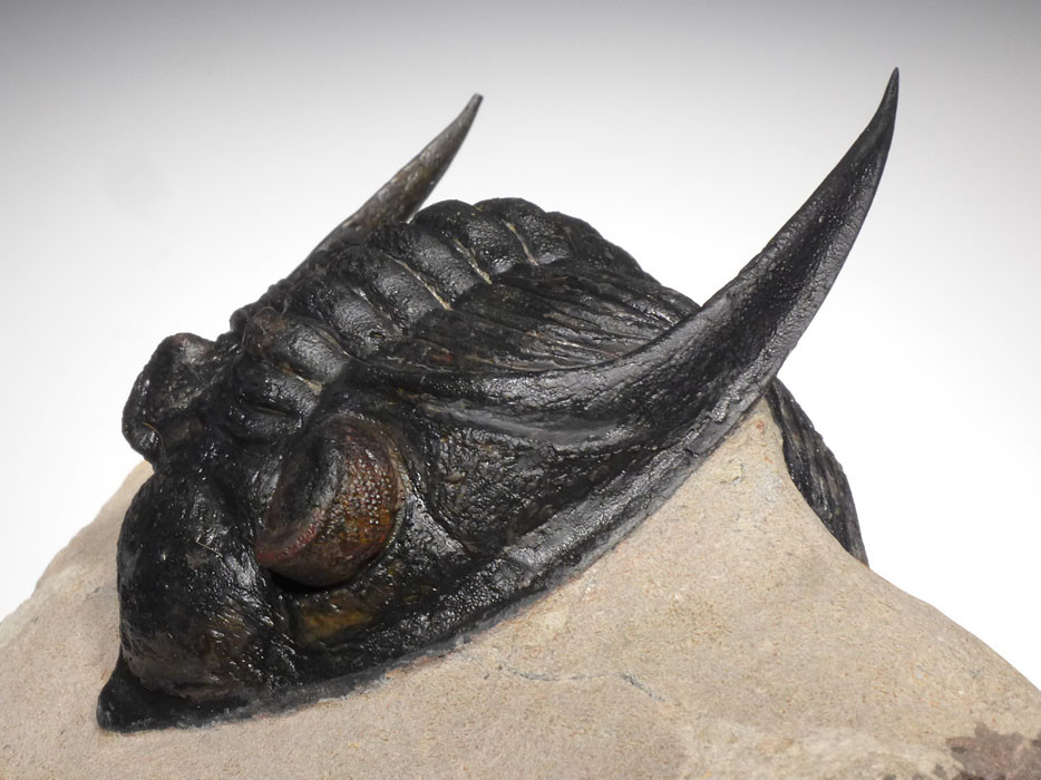 LARGEST ZLICHOVASPIS ODONTOCHILE TRILOBITE EXPOSED SPINES