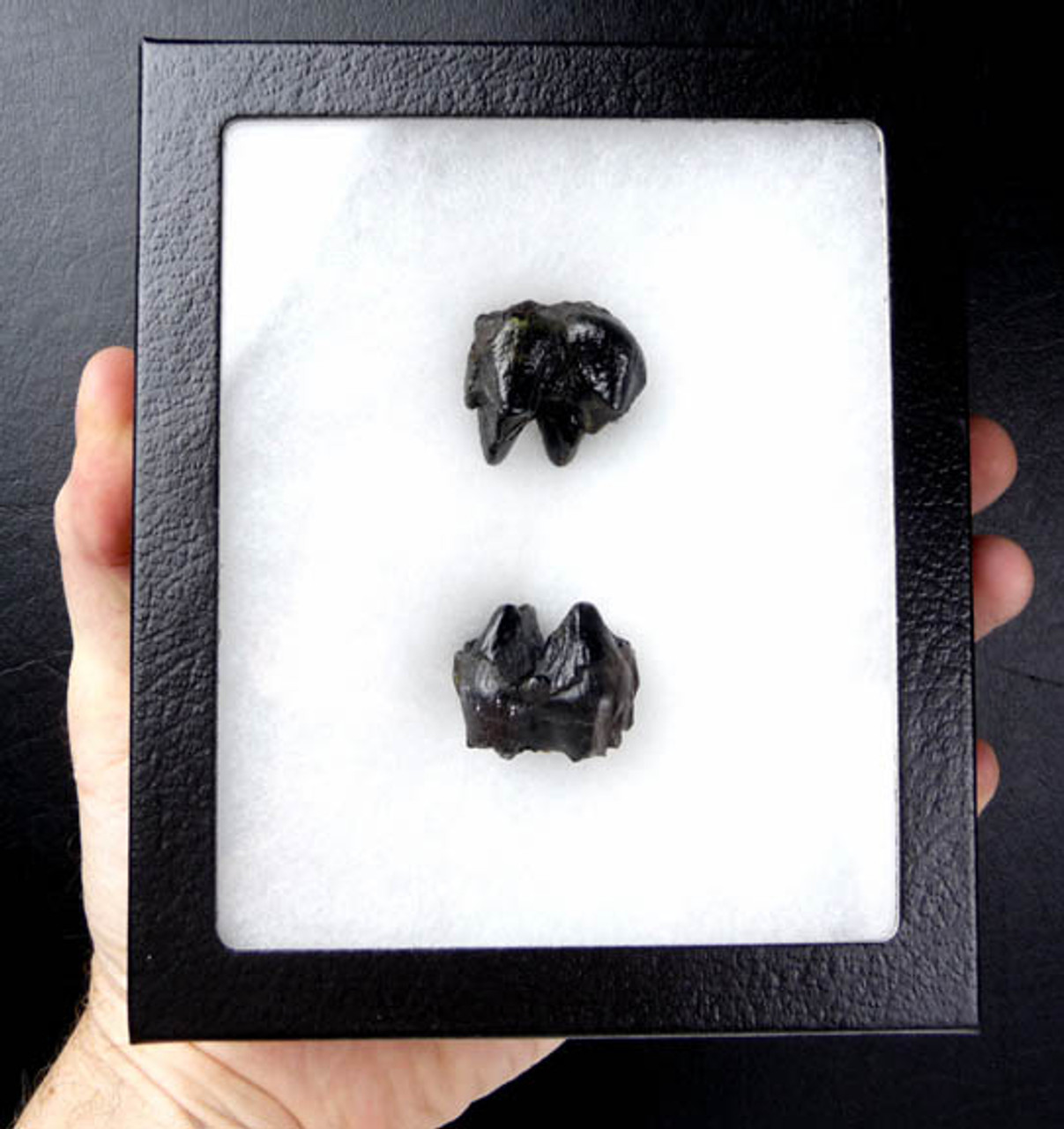 TWO BABY MASTODON FOSSIL UPPER AND LOWER MOLAR TEETH FROM SAME MASTODON *LM15-020