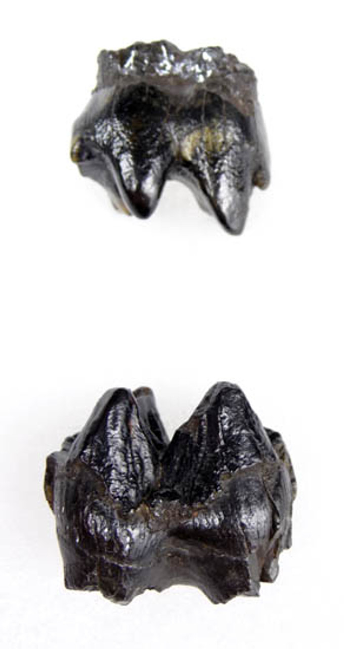 TWO BABY MASTODON FOSSIL UPPER AND LOWER MOLAR TEETH FROM SAME MASTODON *LM15-020