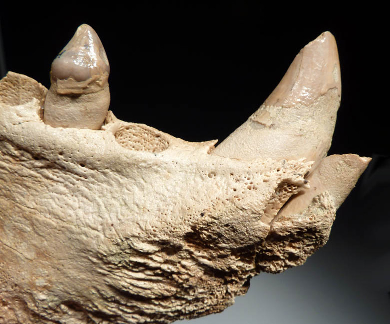 FOSSIL SEA LION JAW WITH TEETH FROM SHARK TOOTH HILL CALIFORNIA  *MVX003