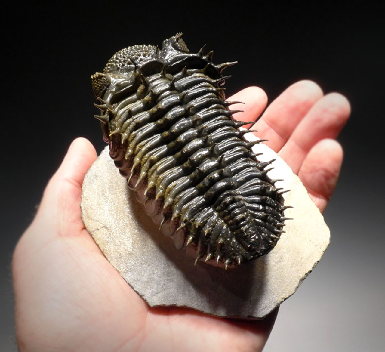 TRX323 - BI-COLORED FINEST GRADE GOLD AND BLACK SPINY DROTOPS ARMATUS TRILOBITE FOSSIL WITH FREE-STANDING SPINES