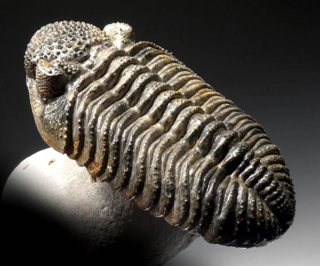 TR10-028 - AMAZING RARE COLORED MOTTLED CREAM FLOATING DROTOPS TRILOBITE WITH VISIBLE MOUTH