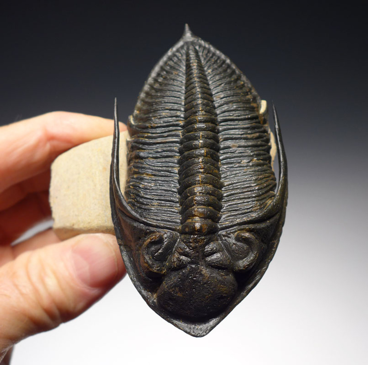 HUGE FLOATING ZLICHOVASPIS TRILOBITE WITH FULLY EXPOSED BODY AND SPINES *TRX344