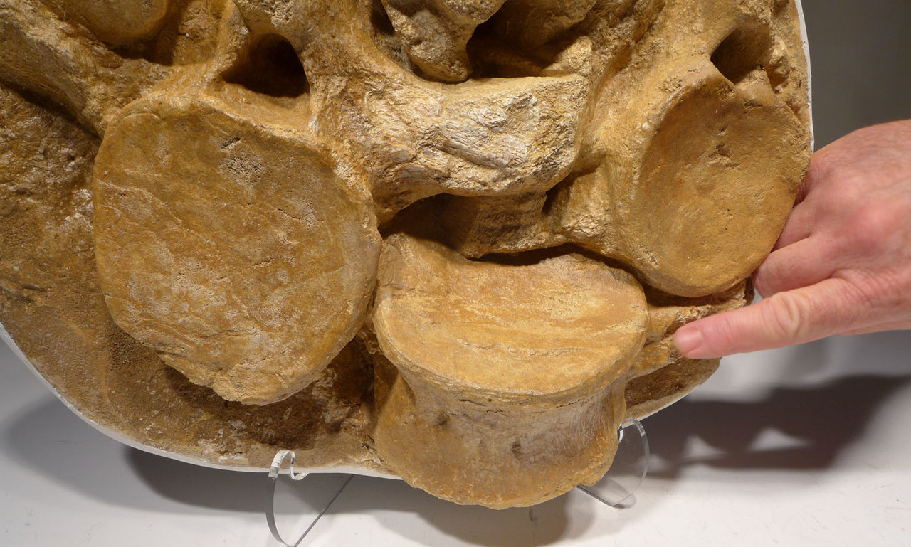 FOSSIL PLIOSAUR VERTEBRAE FROM A HUGE ELASMOSAUR MARINE REPTILE *PLIOS001