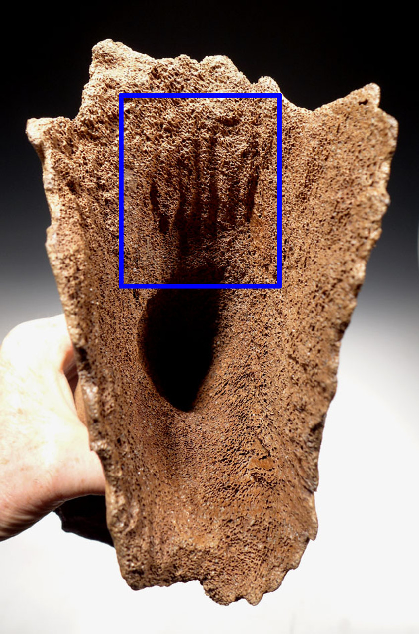 SEVERE CAVE HYENA PREDATION BITES ON AN EATEN FOSSIL WOOLLY RHINOCEROS HUMERUS BONE *LMX170