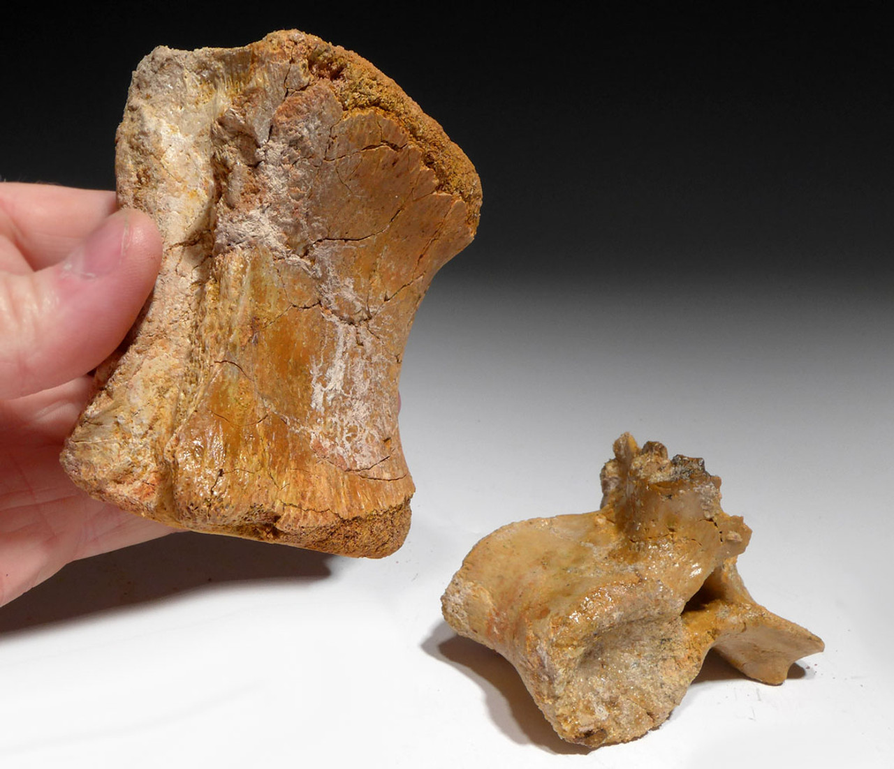 TWO DROMAEOSAUR RAPTOR AND SPINOSAURUS DINOSAUR FOSSIL VERTEBRAE BONES *DBV001