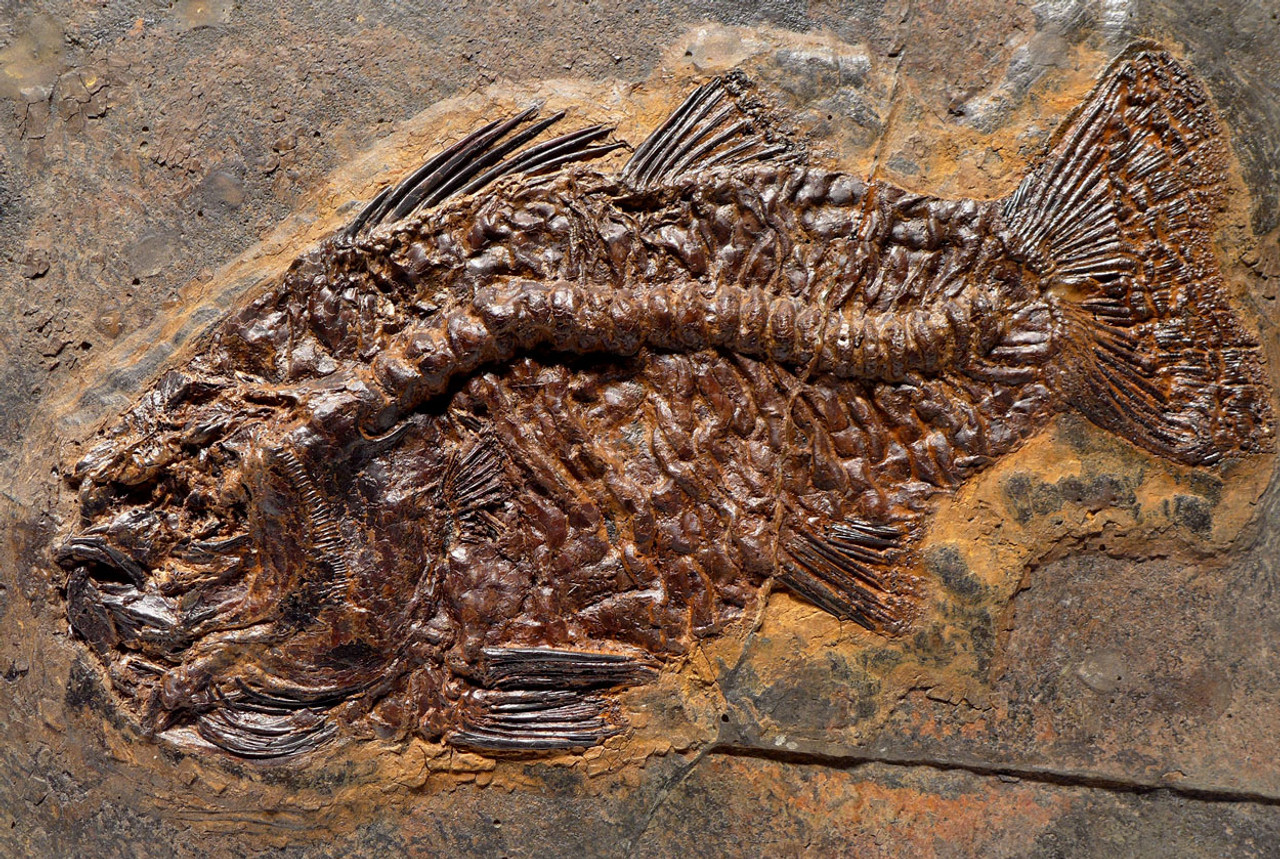 FINEST MUSEUM GRADE AMPHIPERCA PERCH FOSSIL FISH FROM THE FAMOUS MESSEL SITE *F125