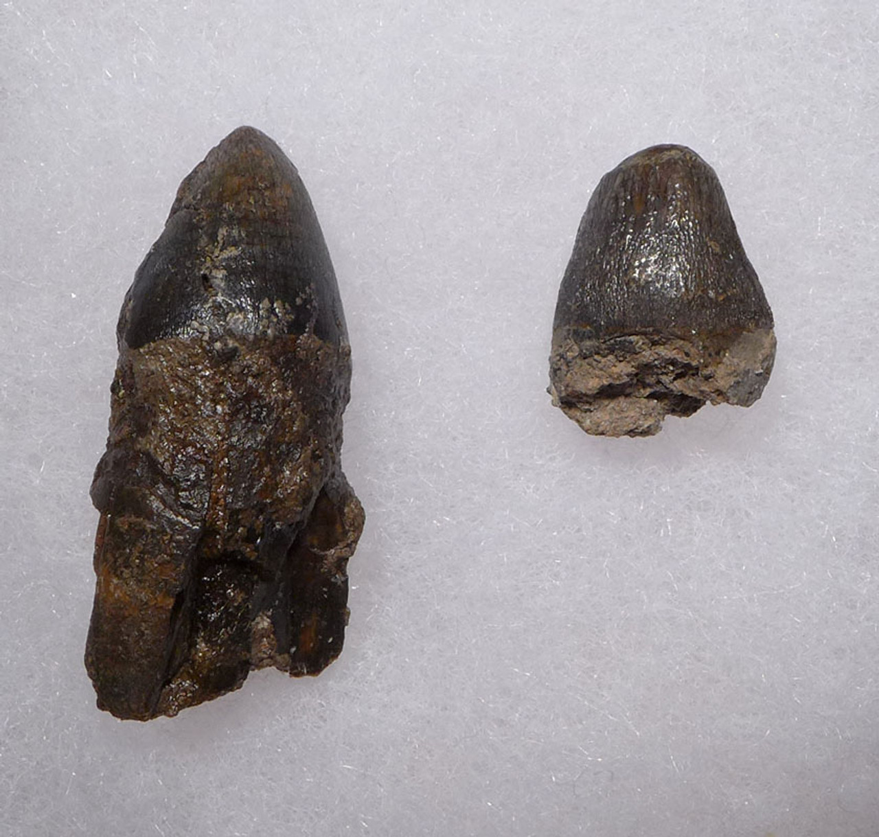 SOLO RIVER JAVA MAN KILLER FOSSIL CROCODILE TEETH FROM THE FAMOUS HOMO ERECTUS DEPOSITS OF INDONESIA *CROC054