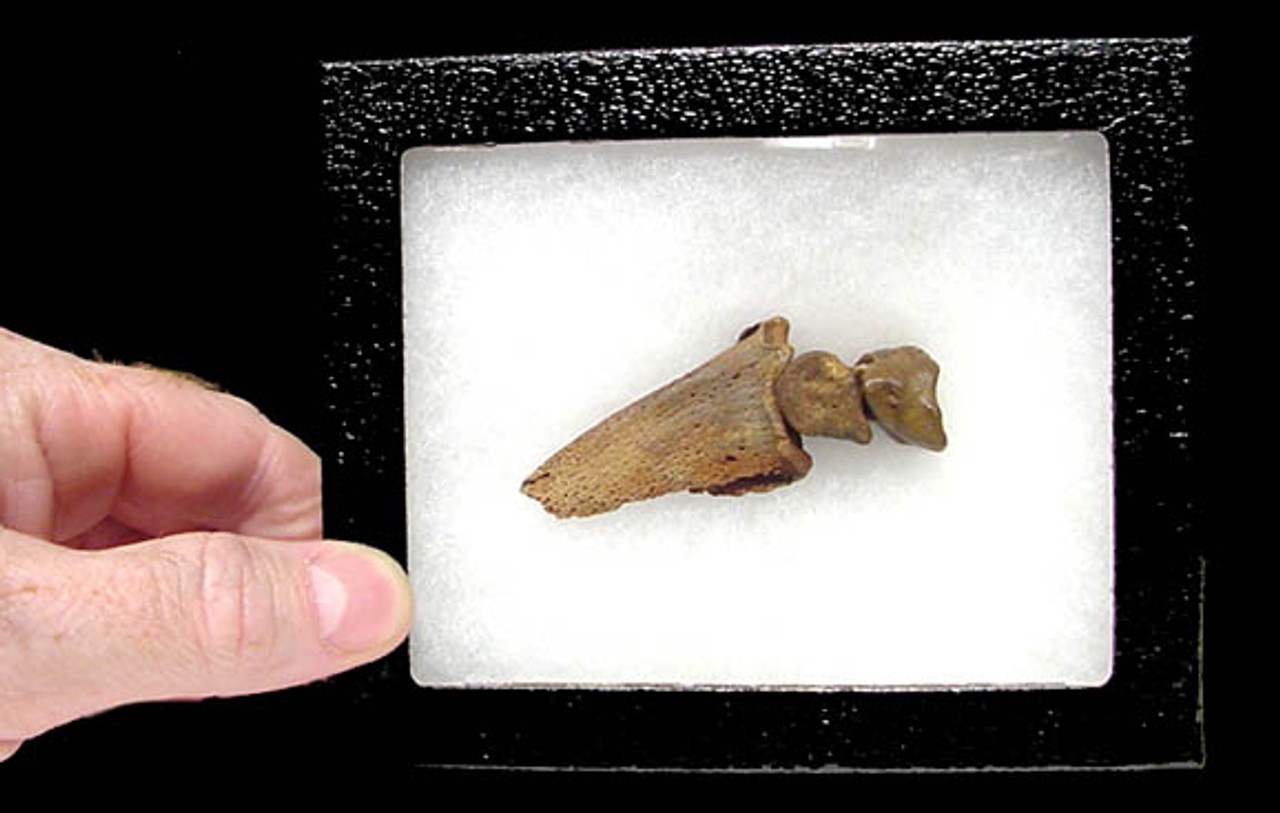 RARE GIANT ARMADILLO COMPLETE FOSSIL FINGER WITH CLAW AND PHALANGES *LM5-016