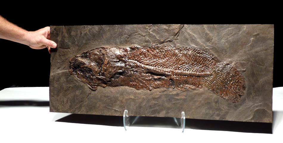 RECORD SIZE FINEST EOCENE CYCLURUS FISH FOSSIL FROM THE FAMOUS