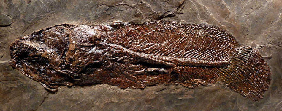 RECORD SIZE FINEST EOCENE CYCLURUS FISH FOSSIL FROM THE FAMOUS