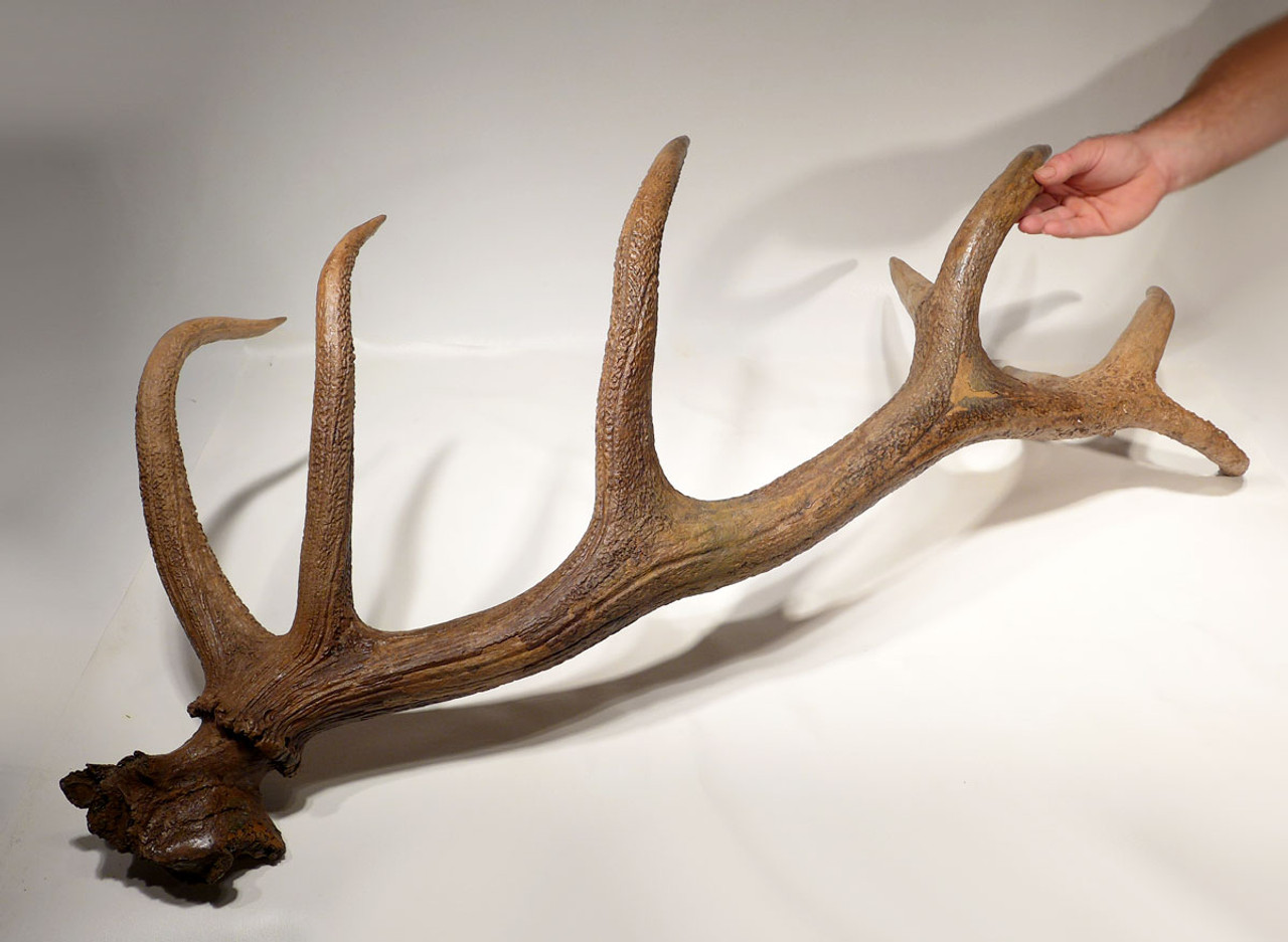 RED DEER FOSSILS 