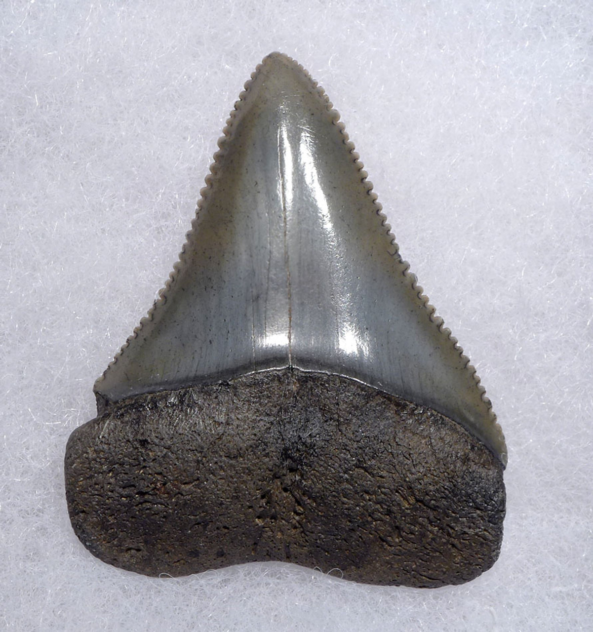 Great White Shark Fossil Tooth