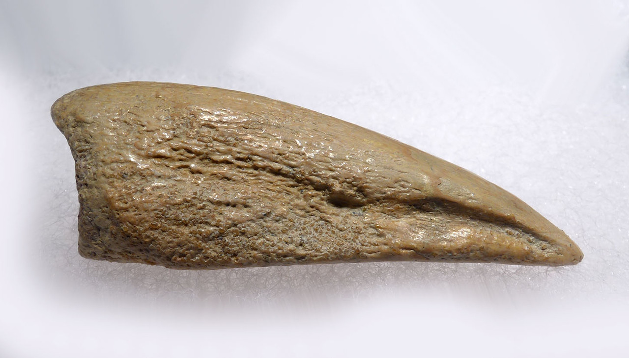 SPINOSAURUS CLAW FOSSIL FROM THE FOOT OF THE DINOSAUR *DC3